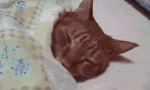 Защо котките обичат да спят?